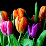 Tulipanes Variedades Surtidas
