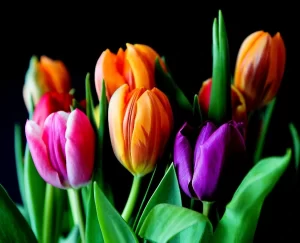 Tulipanes Variedades Surtidas