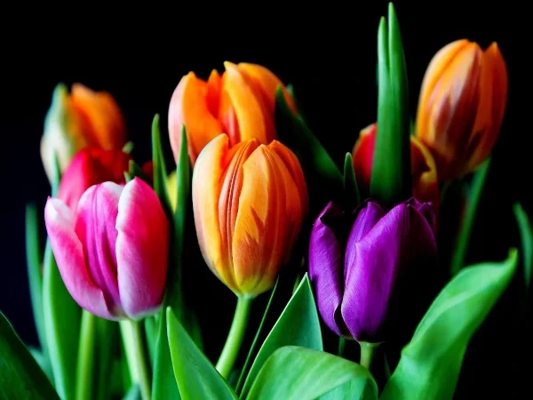 Tulipanes Variedades Surtidas