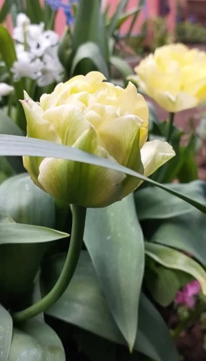 Tulipán Avant Garde