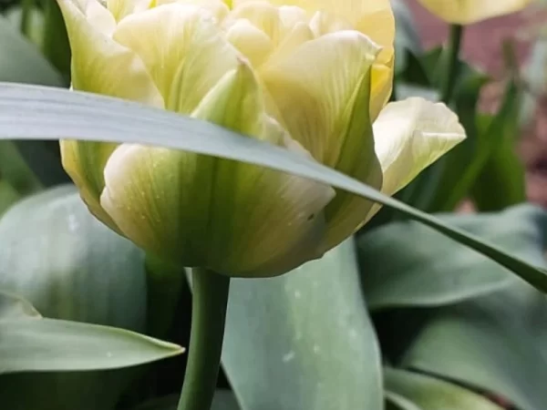 Tulipán Avant Garde