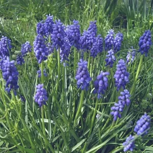 Bulbos de Muscari