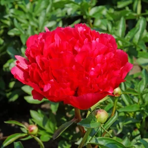 Rizomas de Peonias Comand