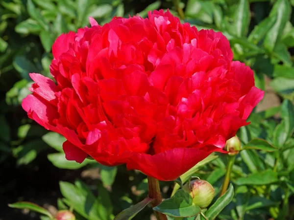 Rizomas de Peonias Comand