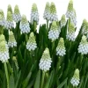 Bulbos de Muscari