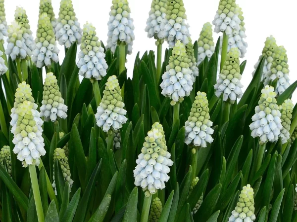 Bulbos de Muscari