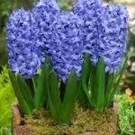 Jacinto Delf Blue
