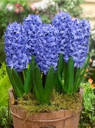 Jacinto Delf Blue