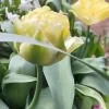 Tulipanes Variedades Surtidas