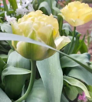 Tulipanes Variedades Surtidas