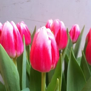 Tulipanes Variedades Surtidas