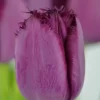 Tulipanes Variedades Surtidas