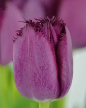 Tulipanes Variedades Surtidas