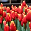 Tulipanes Variedades Surtidas