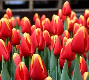 Tulipanes Variedades Surtidas