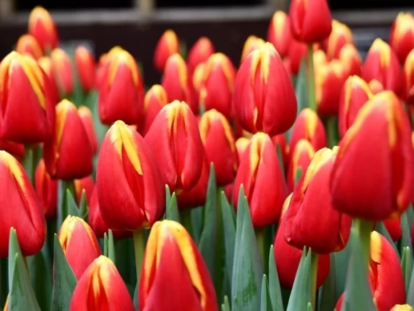 Tulipán Denmark