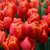 Tulipanes Variedades Surtidas