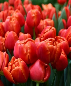 Tulipanes Variedades Surtidas