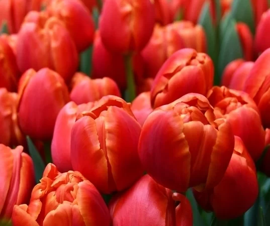 Tulipán Icoon