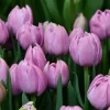 Tulipanes Variedades Surtidas