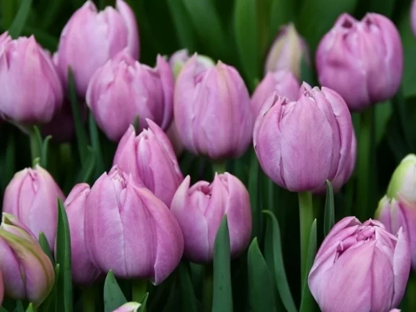 Tulipán Katinka