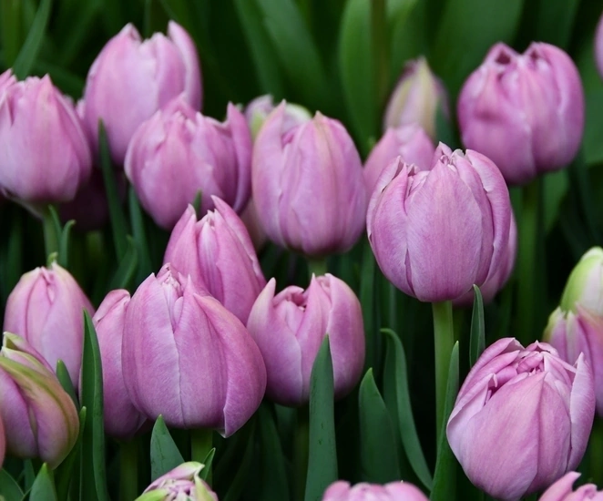 Tulipán Katinka