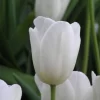 Tulipanes Variedades Surtidas