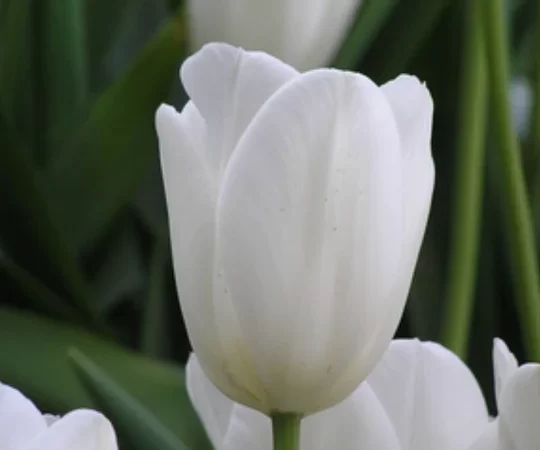 Tulipán Lanka