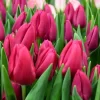 Tulipanes Variedades Surtidas