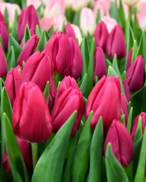 Tulipanes Variedades Surtidas