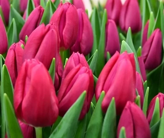 Tulipán Pink Andour