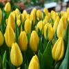 Tulipanes Variedades Surtidas