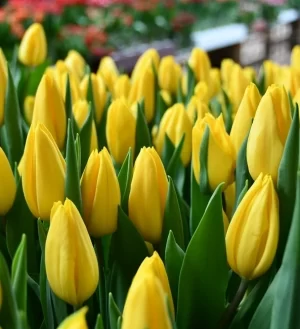 Tulipanes Variedades Surtidas