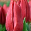 Tulipanes Variedades Surtidas