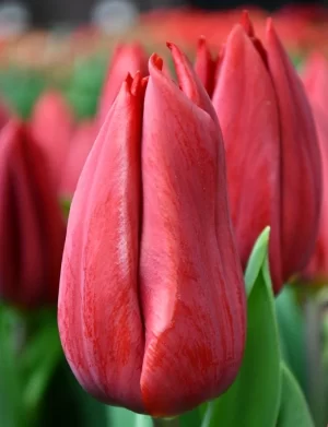 Tulipanes Variedades Surtidas
