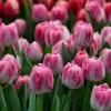 Tulipanes Variedades Surtidas