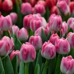 Tulipán Voque