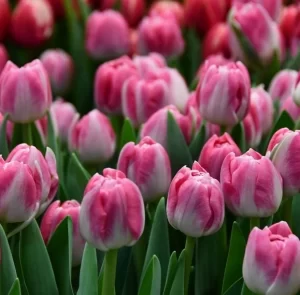 Tulipanes Variedades Surtidas