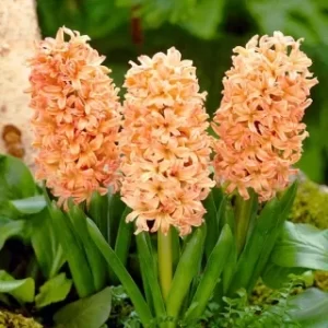 Jacintos Variedades Surtidas