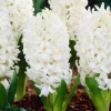 Jacintos Variedades Surtidas