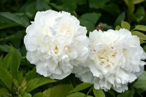 Rizomas de Peonias Duchesse de Nemours