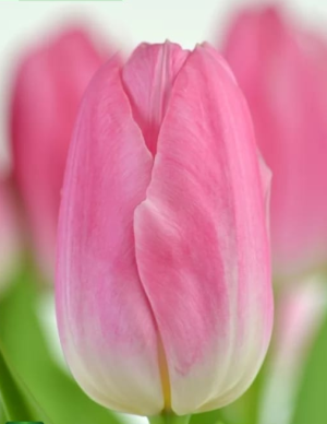 Tulipán Dynasty