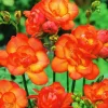 Fresias