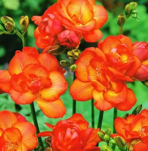 Fresias