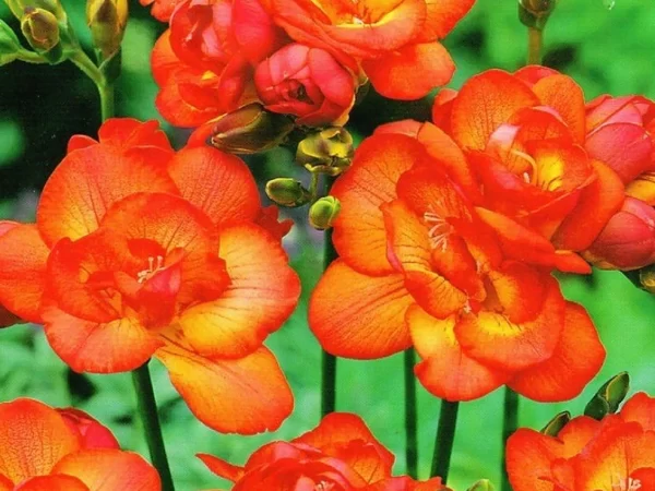 Fresias