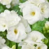 Fresias