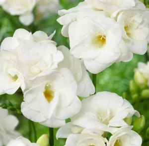 Fresias