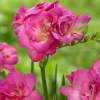 Fresias