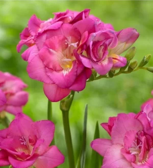 Fresias