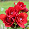 Fresias
